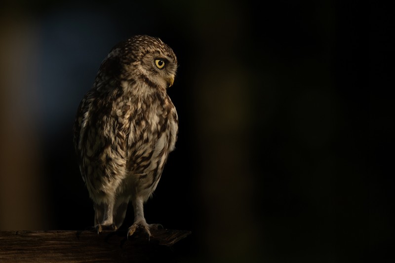 Steenuil in mooi avondlicht