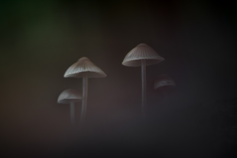 Hidden in the Woods