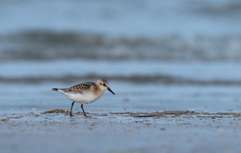 Drieteenstrandloper aan het fourageren