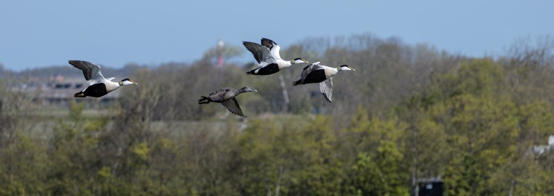 Eiders in vlucht
