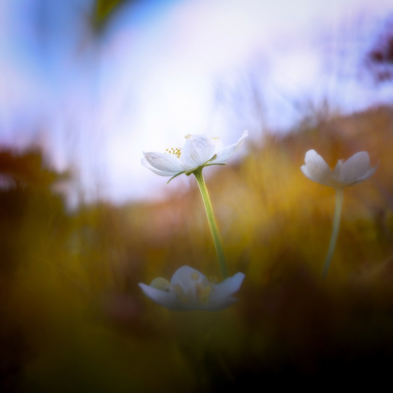 Parnassia