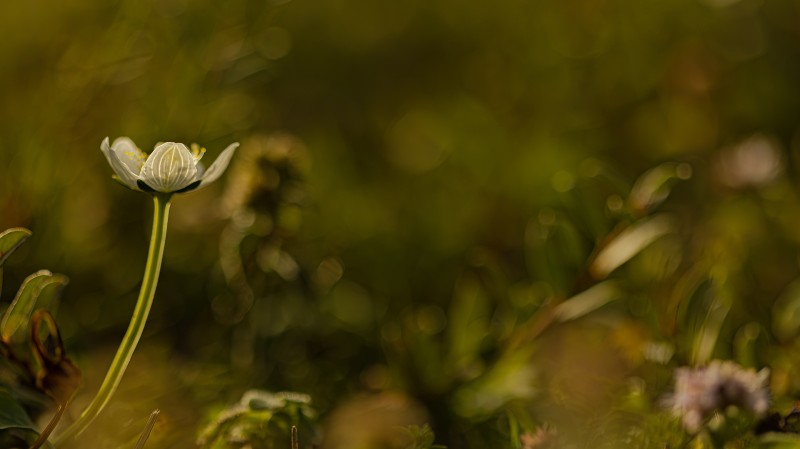 Parnassia in het veld