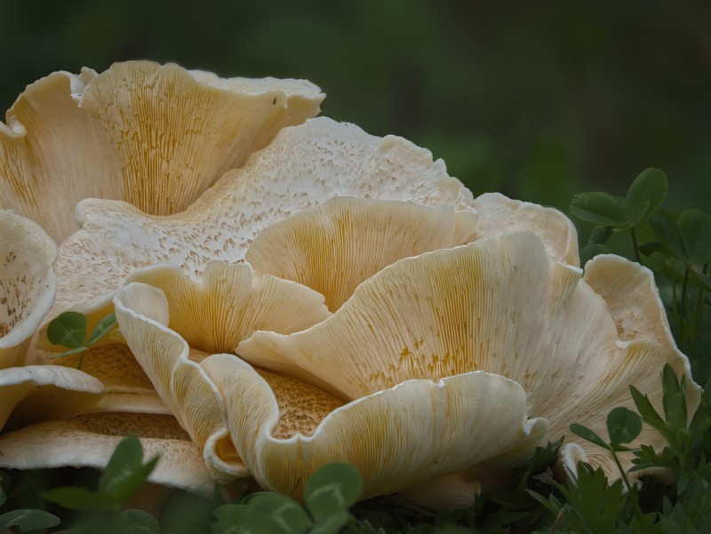 Geef mij maar dood hout..