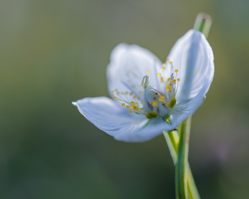 Parnassia duo 1