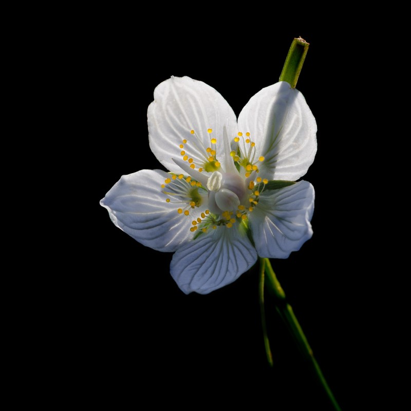 Parnassia duo 2
