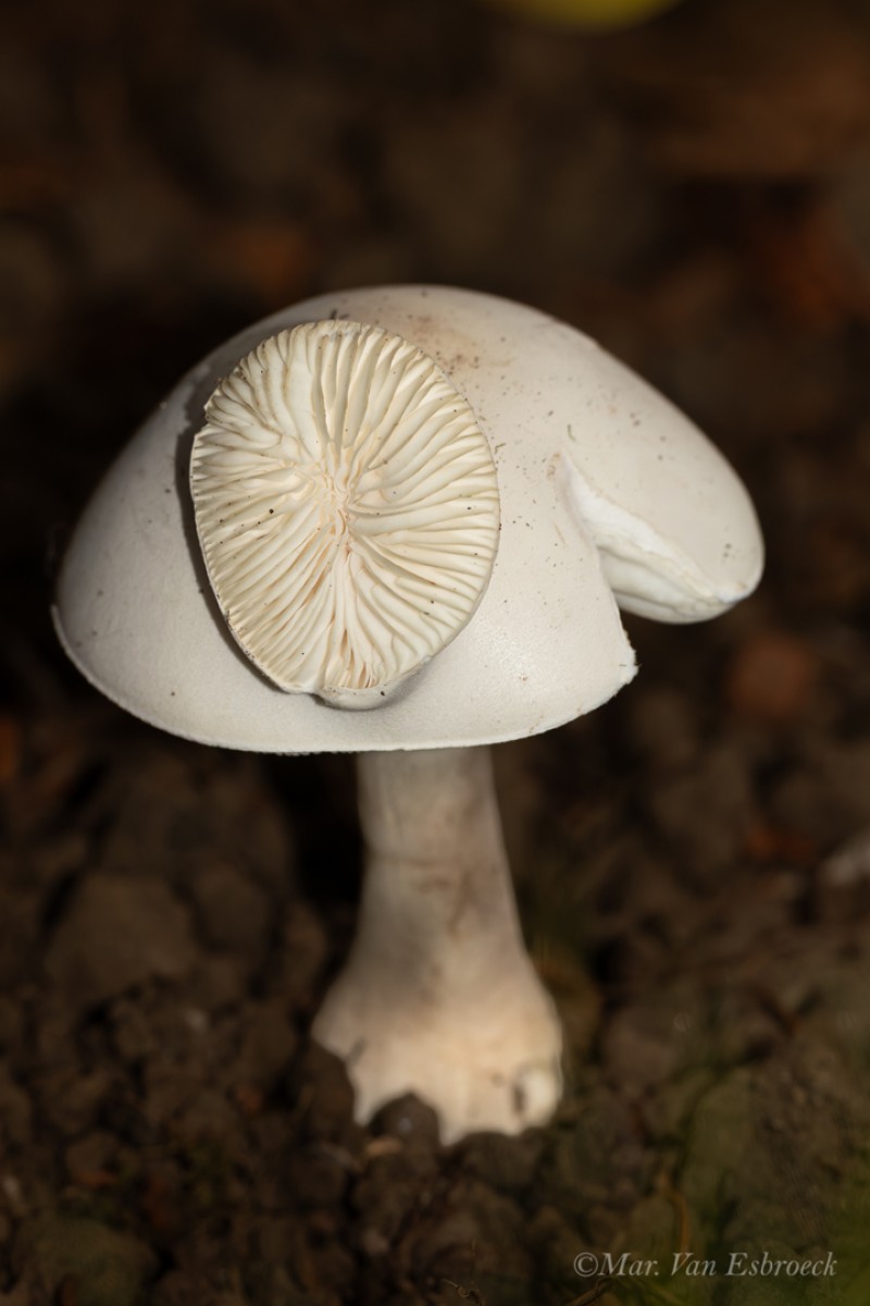 Groeiproces