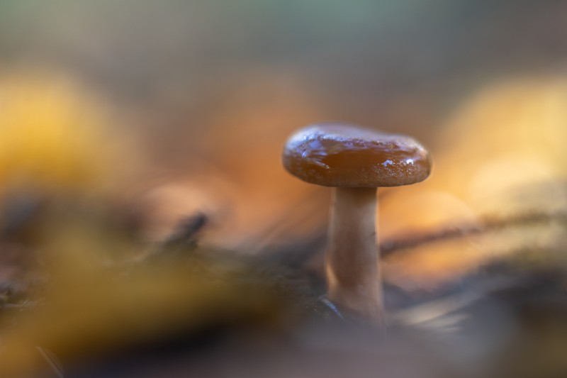 Kleurrijke Herfst