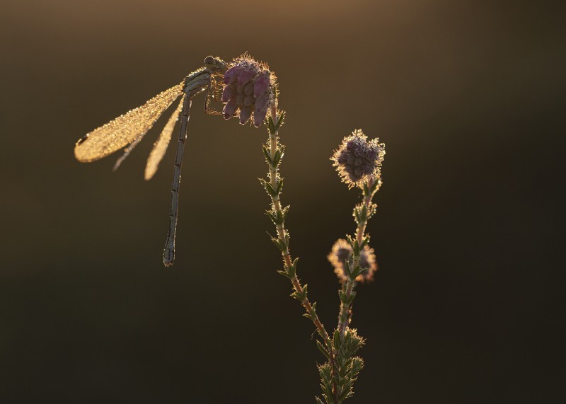 In het gouden licht