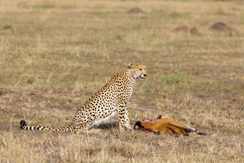 Licence to kill