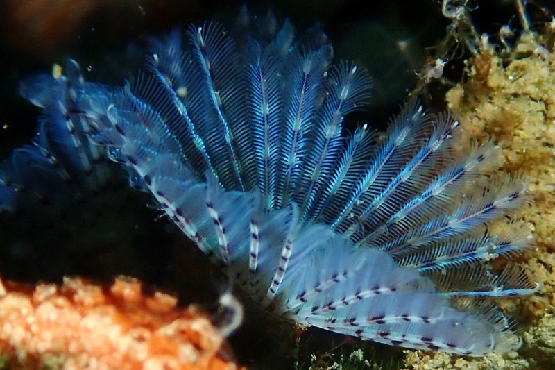 Paarse Kokerworm Bispira Polyomma