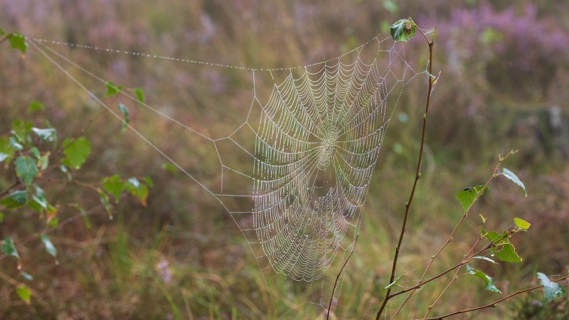 Herfst