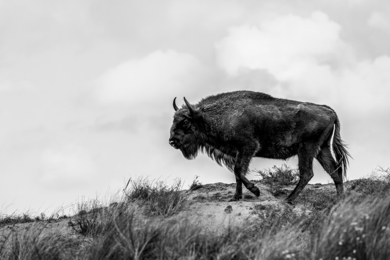 Imposante ontmoeting