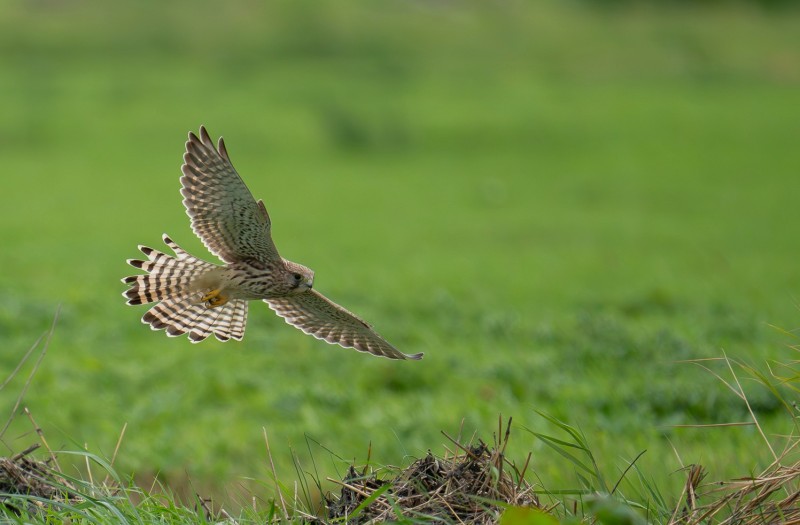 Bezig met de landing