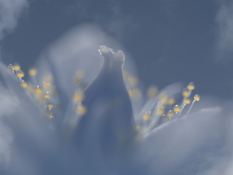 Parnassia in de wolken