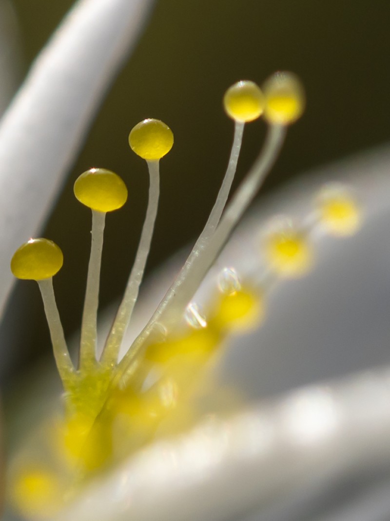 Parnassia