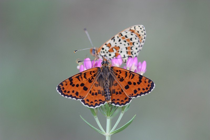 Zuiderse vlinders