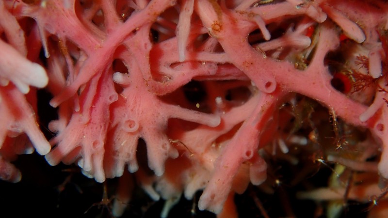 Paarse Kraterspons Haliclona (Reniera) cinerea