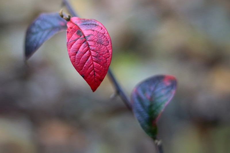 Herfstkleuren