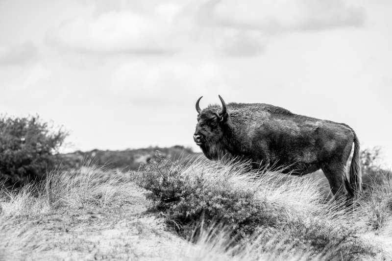 Imposante ontmoeting (3)
