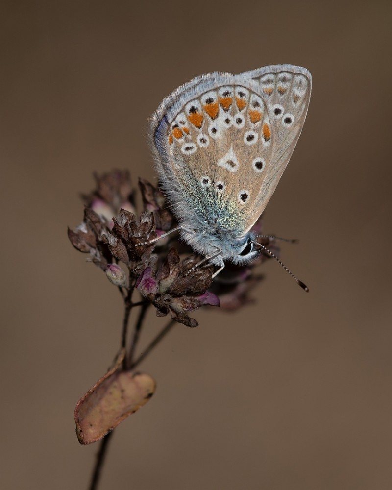Icarusblauwtje