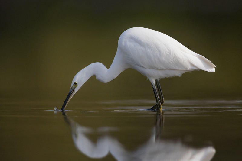 Kleine zilverreiger