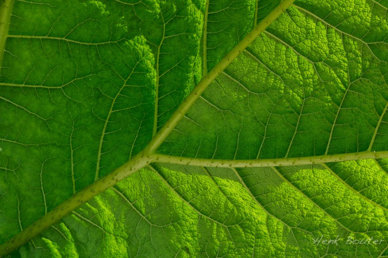 Reusachtige stuctuur