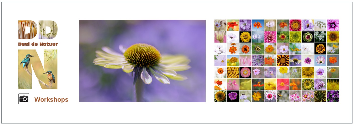 Workshop Flower Power