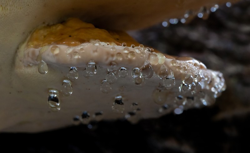 Guttatiedruppels bij Roodgerande houtzwam