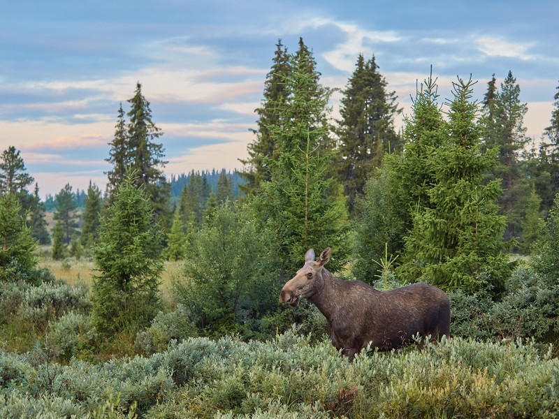 Eland
