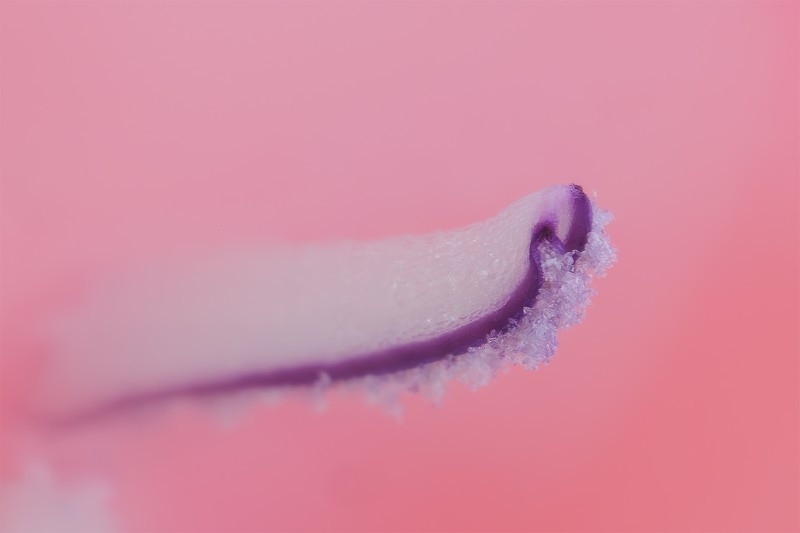 Soft Pink