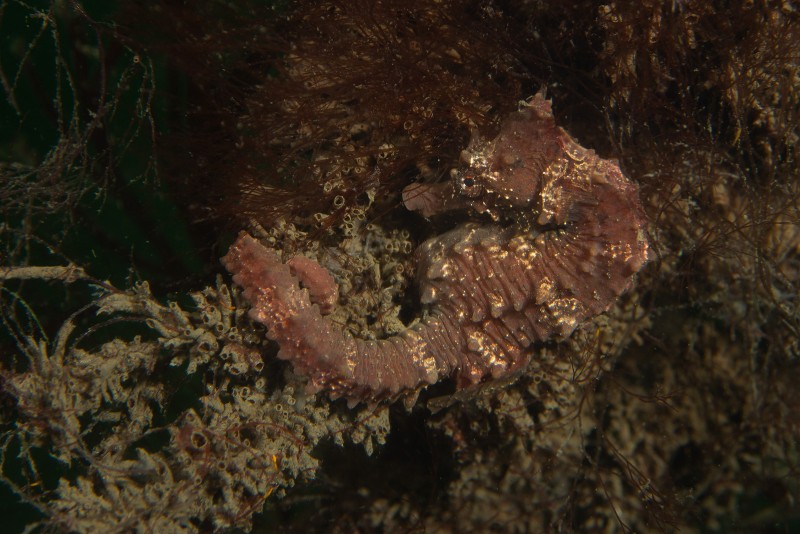 Zeepaardje Oosterschelde