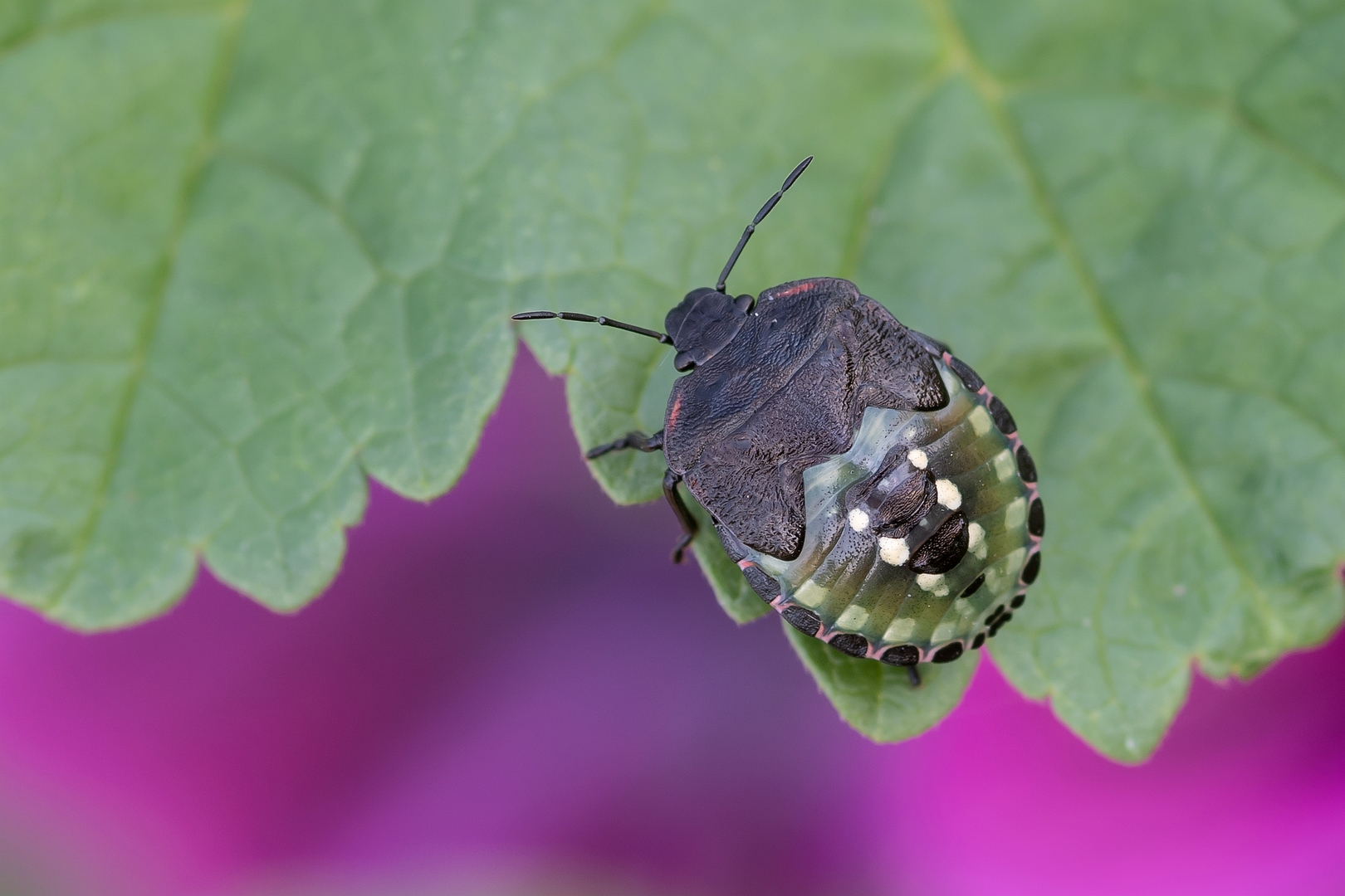 sized_DSC_4260