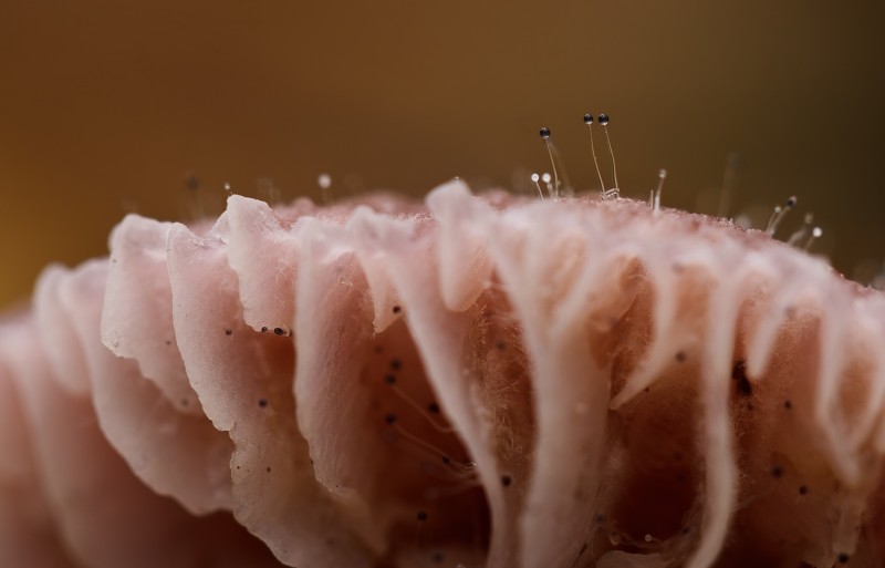 Acupunctuur