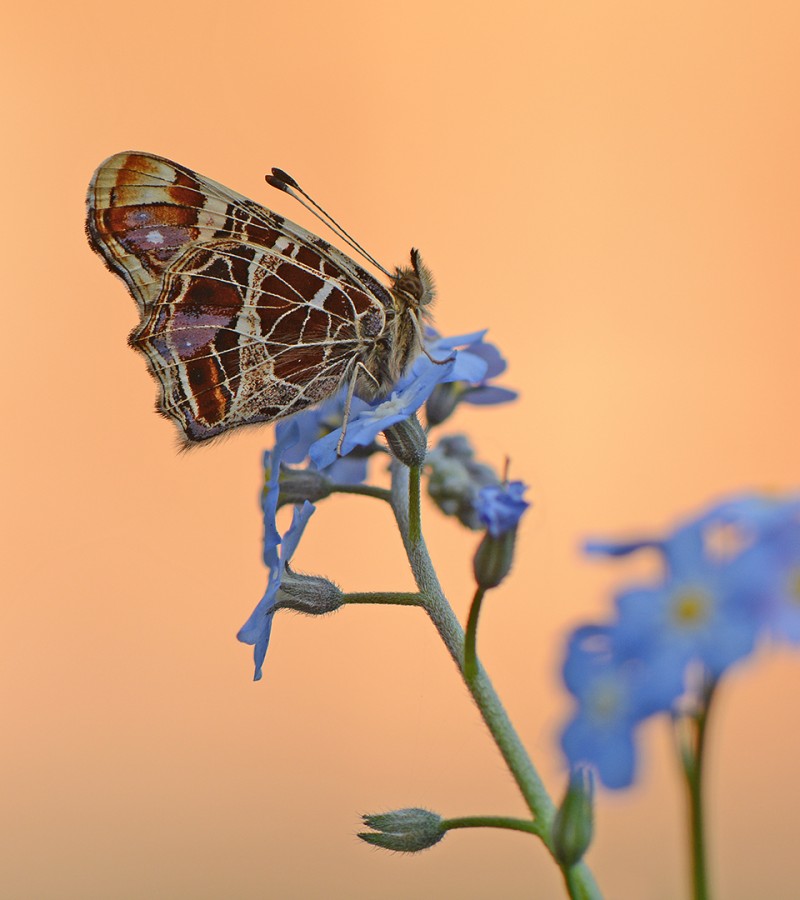 Landkaartje