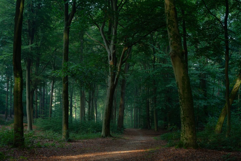 Lochemse Berg