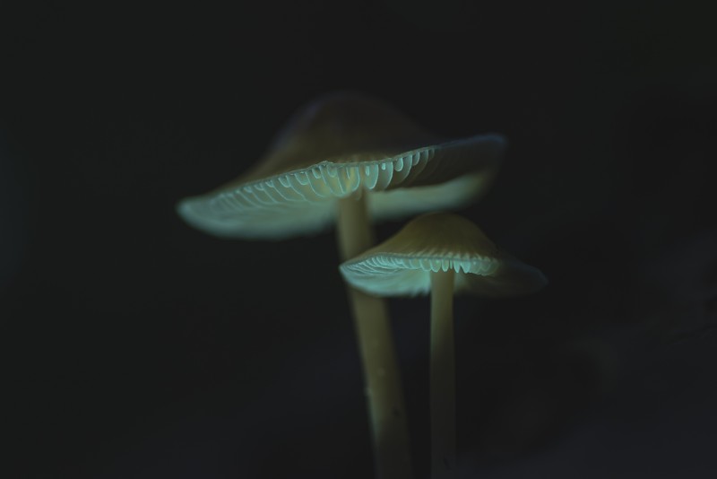 Light-up