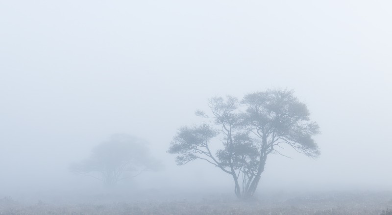 Eenzaam krenteboompje in de mist