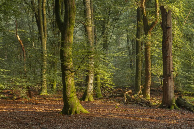 Speulderbos