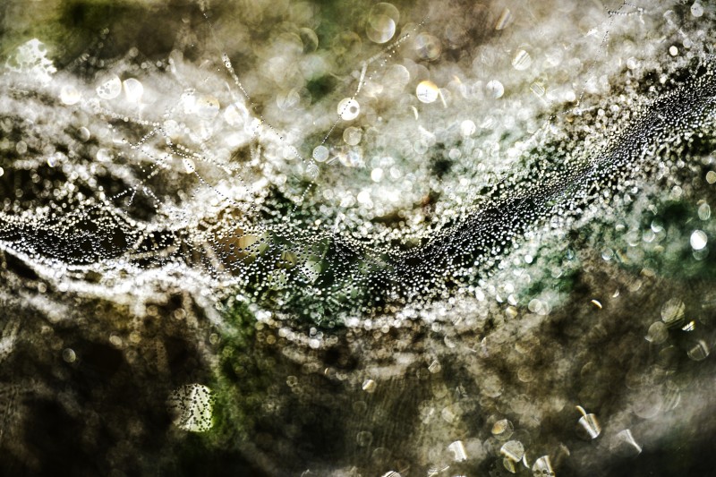 "Microcosmos"