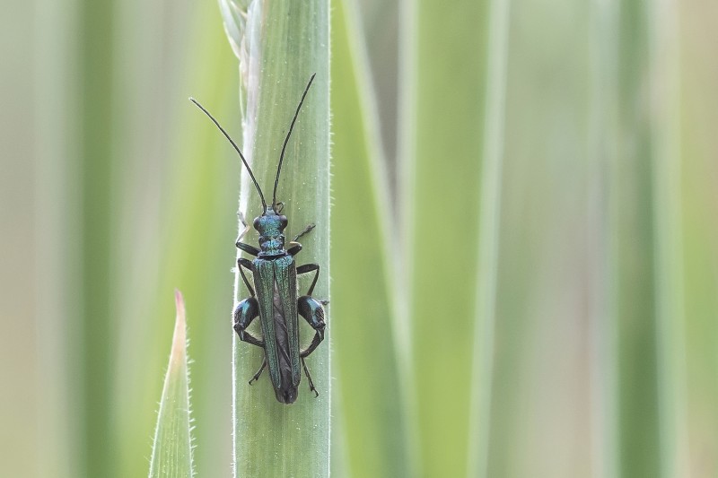 tussen het riet