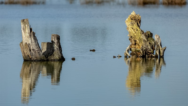 Reflecties op het water