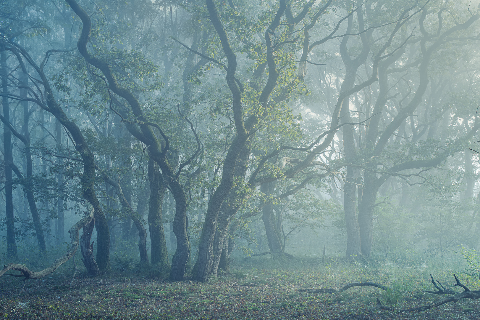 Misty Oaks