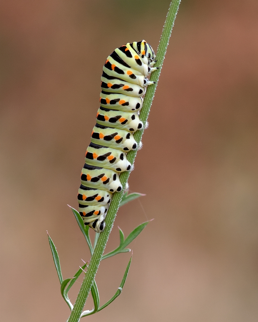 sized_DSC_2992a