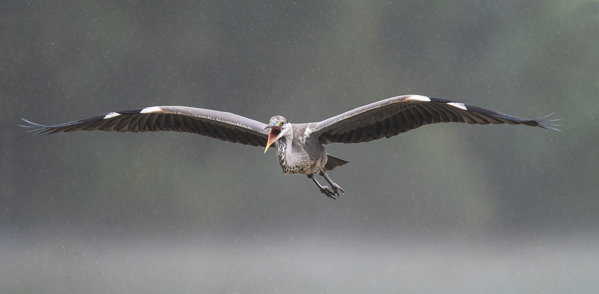 BlauweReiger_23-08-30_1_v2