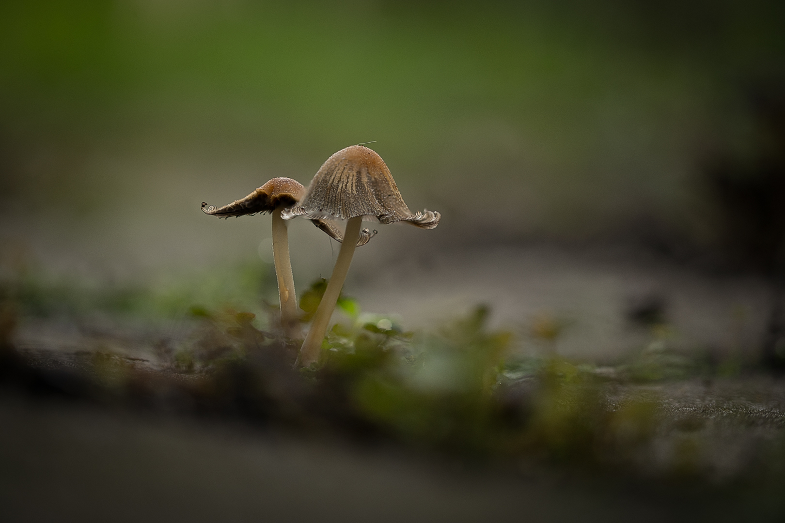 Paddenstoel achtertuin (2)