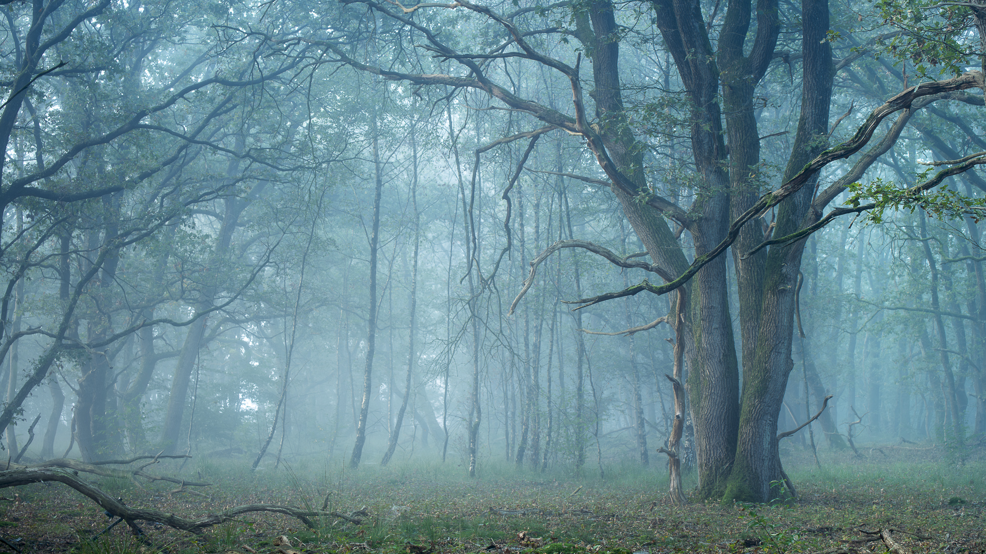 Eik in de mist