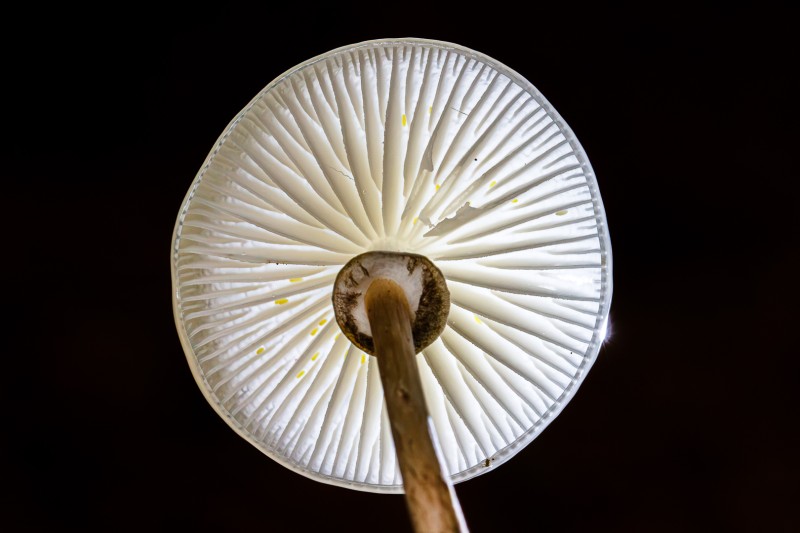 Licht in de duisternis