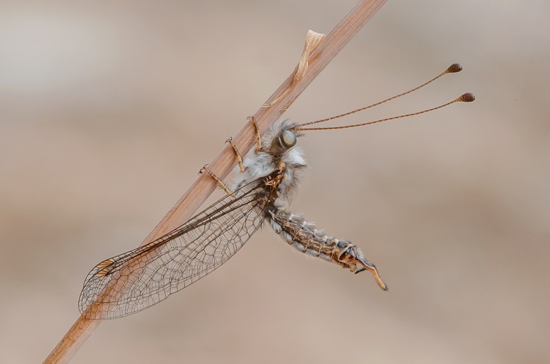 Vlinderhaft