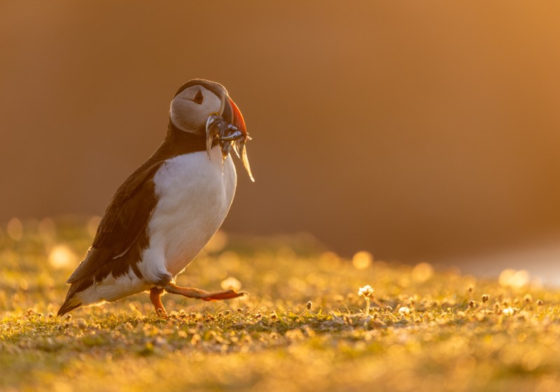 Puffin in avondlicht