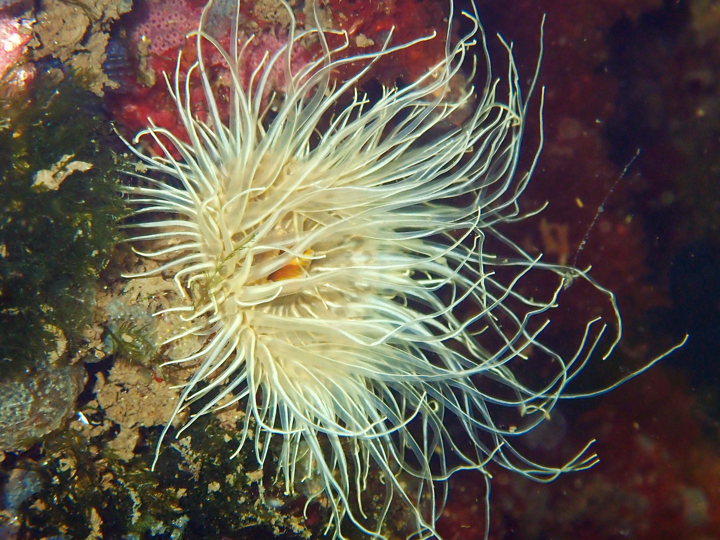 Weduwroos Cylista undata Ossehoek P7240186C